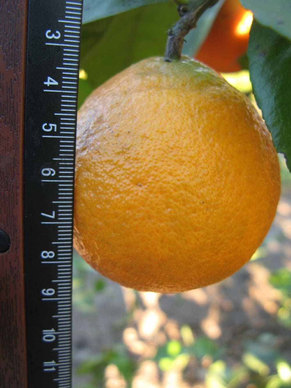            Fruit (Winter Haven, FL)   